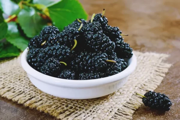 Benefits of Mulberry tiny berries, but the benefits are great.