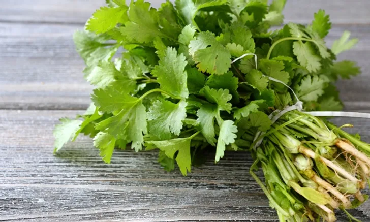 10 good benefits of "Coriander" that may make you want to eat more
